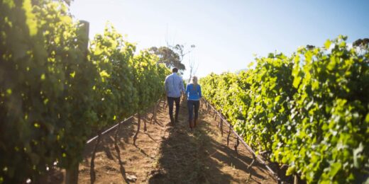 Domaine viticole depuis 1840 : héritage familial sur 8 générations